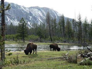 1106.2-Julie-Larsen-Maher-6451-American-Bison-in-wild_bulls-grazing-by-river-YELL-05-06-06---reduced-size---no-sky---Copy.600